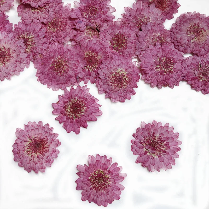 Art Craft 2 Year Olds - Natuur geperste bloemen echte gedroogde chrysant,