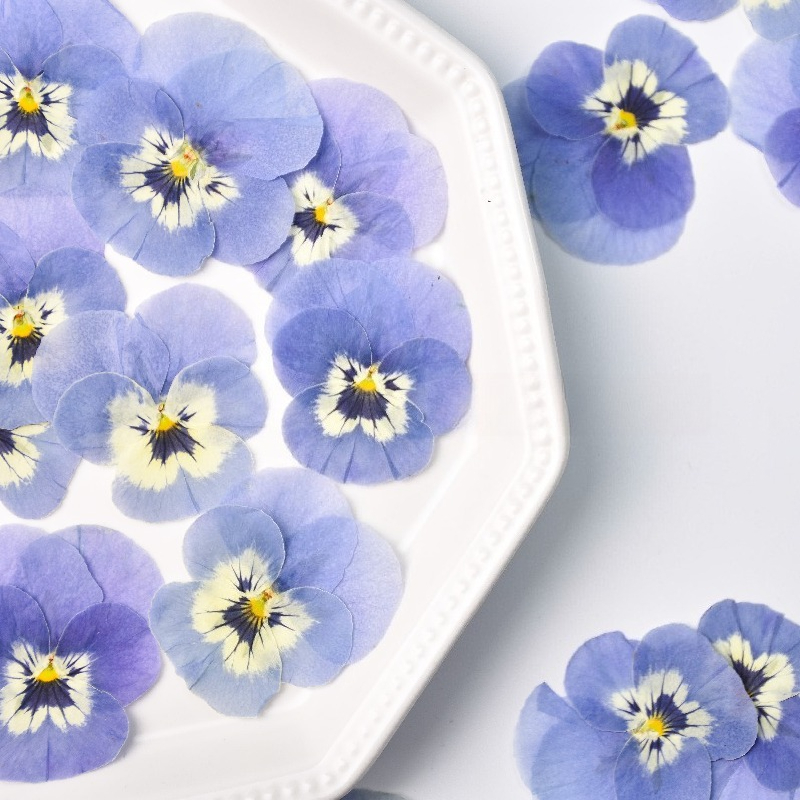 Art Craft 2 Year Olds - 24 stuks, echte lichtblauwe viooltjes gedroogde